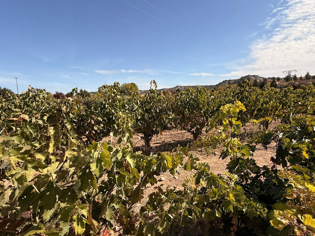 Bodegas Emilio Moro-Pesquera de Duero必去景点