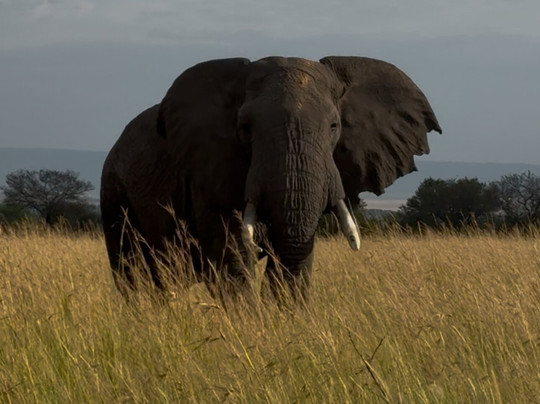 The Luna Safari-阿鲁沙必去景点