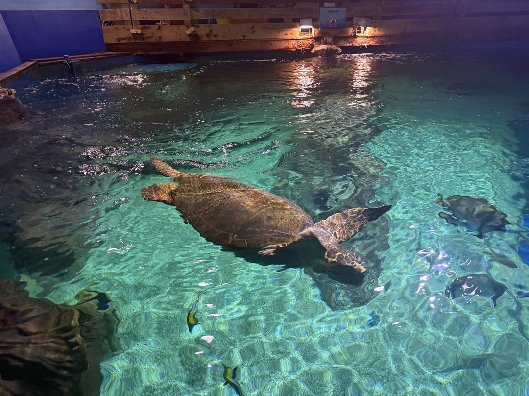 Blue Reef Aquarium-纽奎必去景点