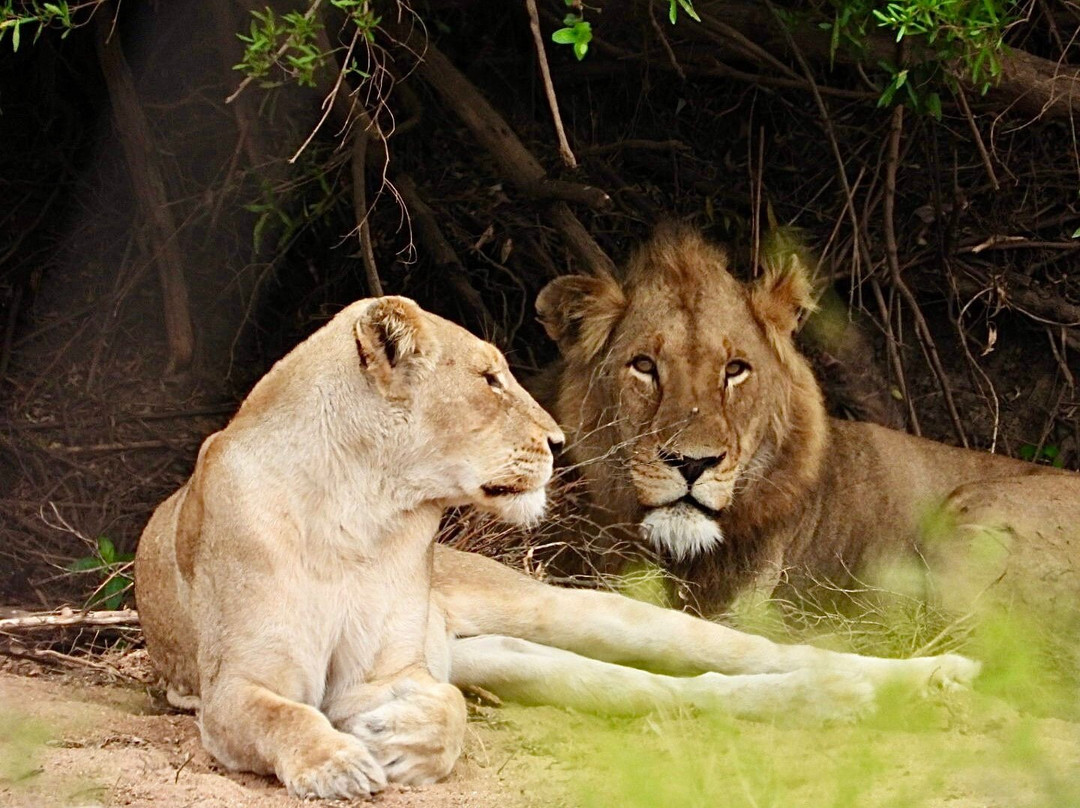 Southern Kruger Safaris-玛洛斯帕克必去景点