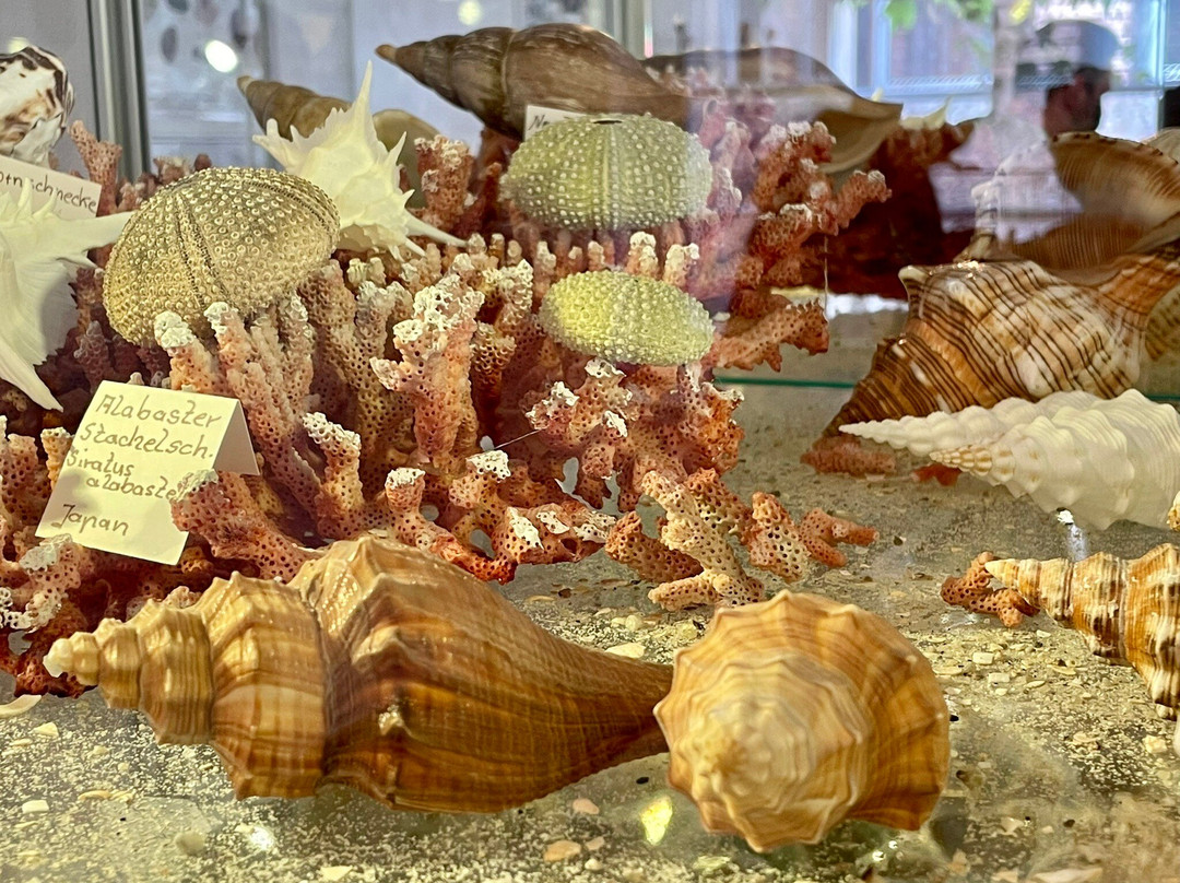 Muschelmuseum Hooksiel-Wangerland必去景点