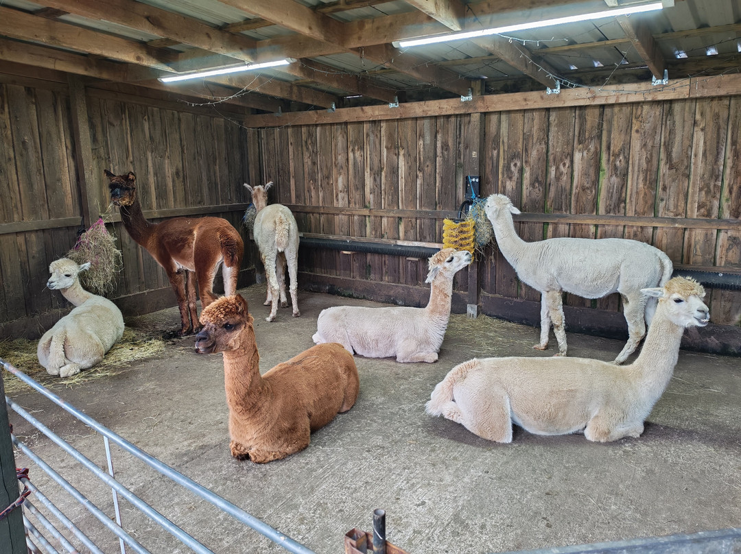 Larch Green Alpacas-格拉斯哥必去景点