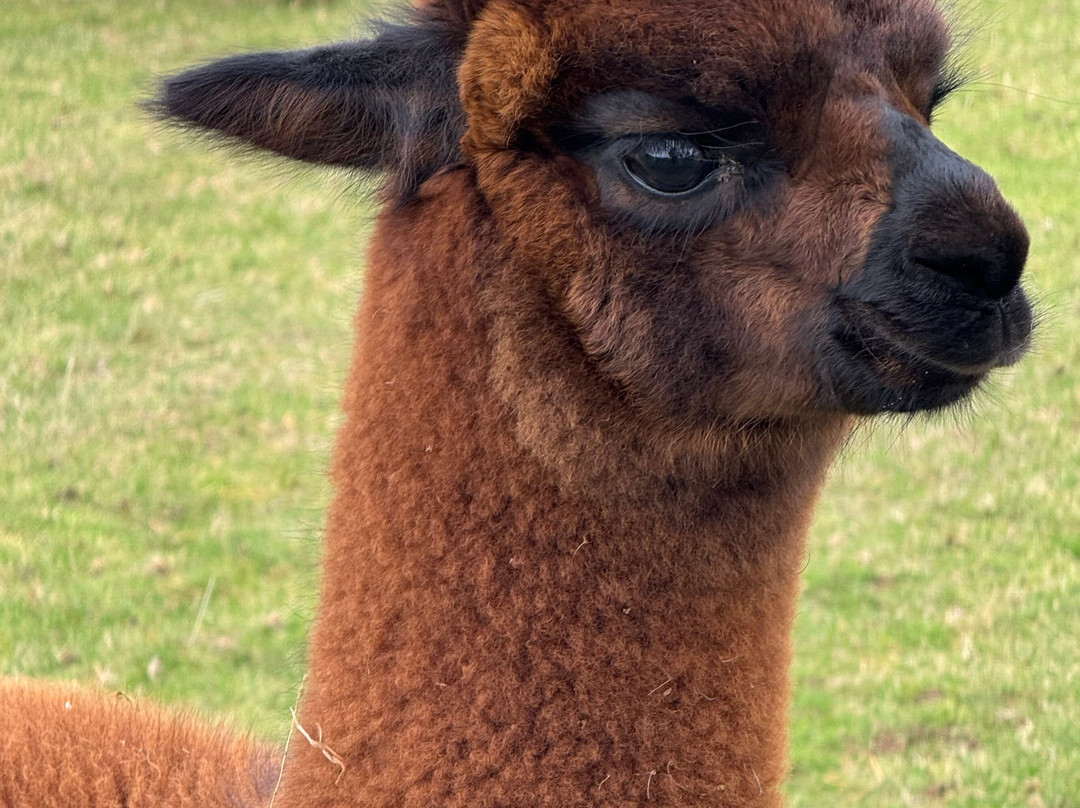 John Muir Alpacas-Dunbar必去景点