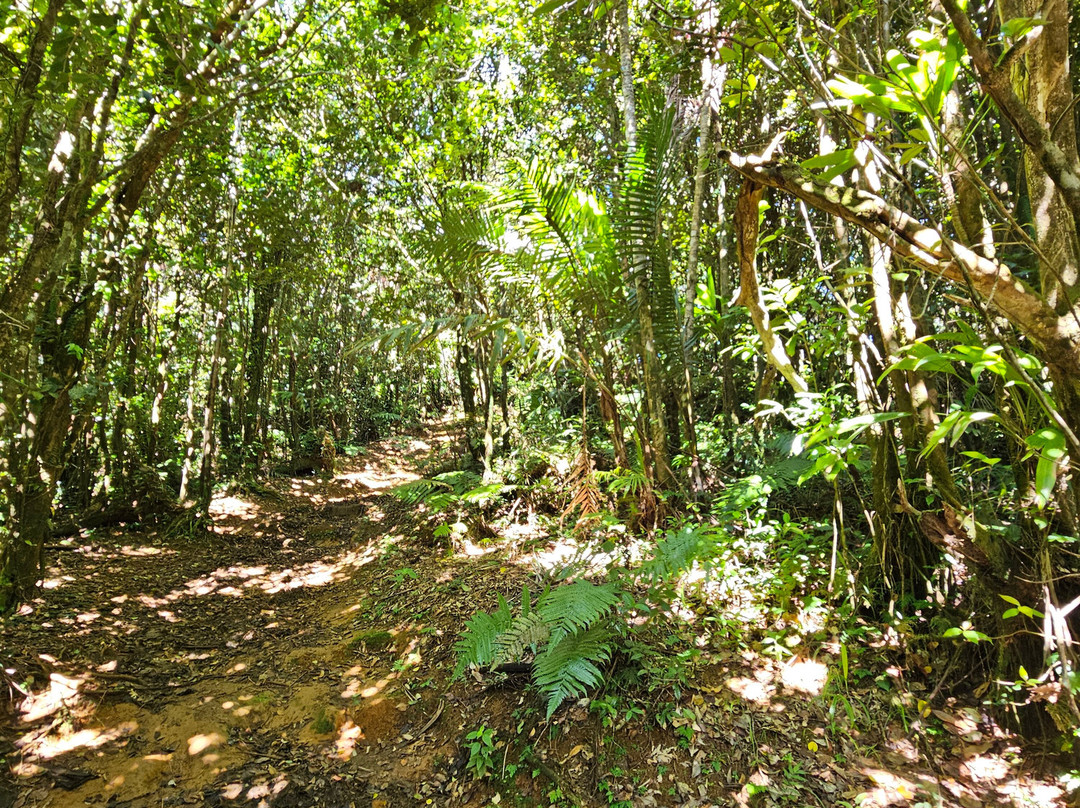 Grand Etang Lake-Grand Etang National Park必去景点