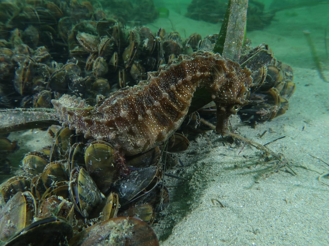 L'ArcaDive - Arcachon Plongee-Mios必去景点