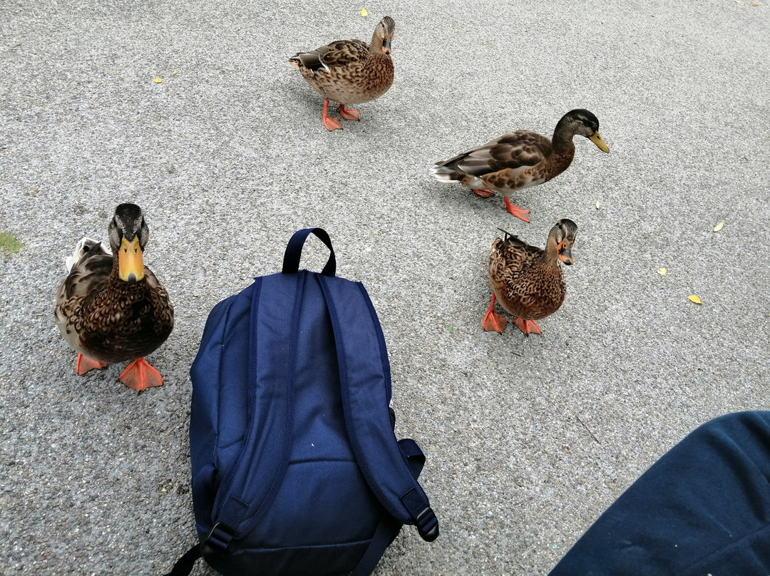 Schloss Herrenchiemsee-男人岛必去景点