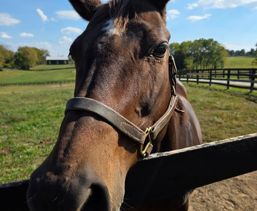Mill Ridge Farm-列克星敦必去景点
