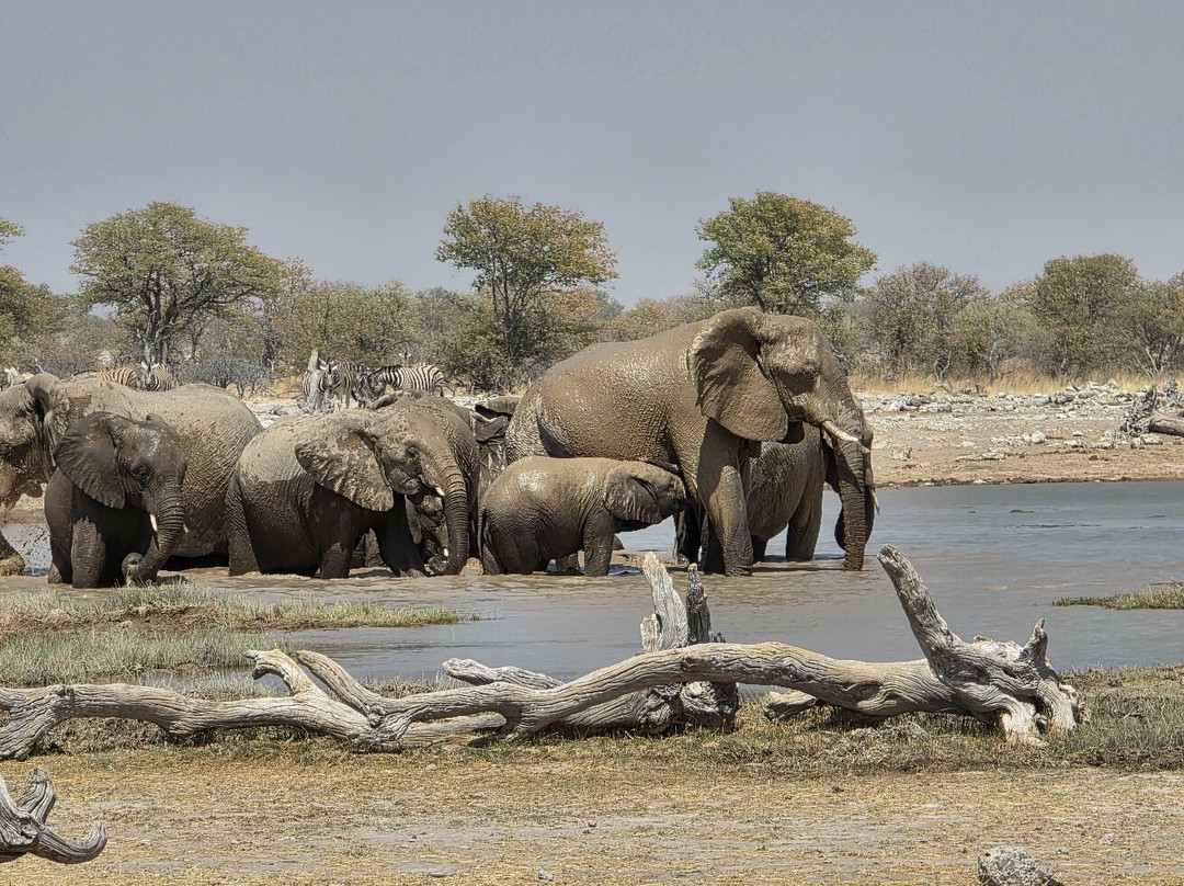 Born in Etosha Self-Drive Private Tours