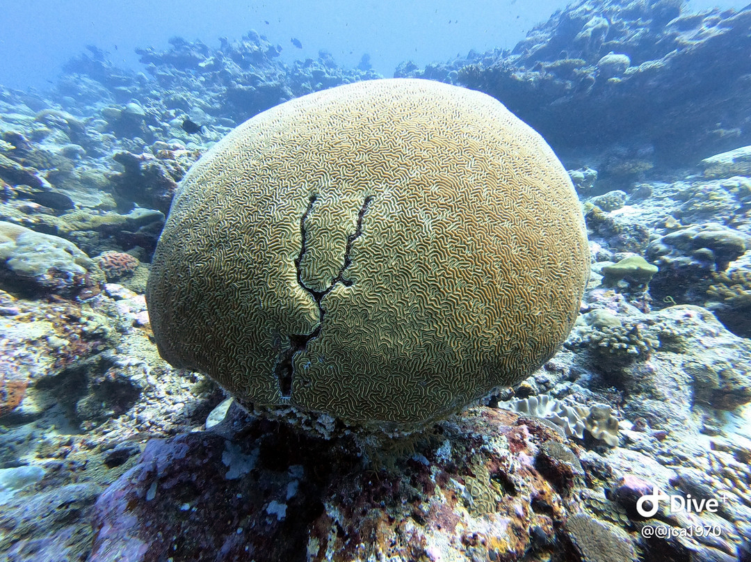 Sea Star Diving Center Thulusdhoo-Thulusdhoo Island必去景点