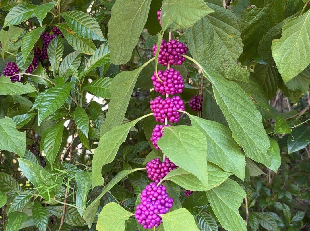 Enchanted Forest Sanctuary-泰特斯维尔必去景点