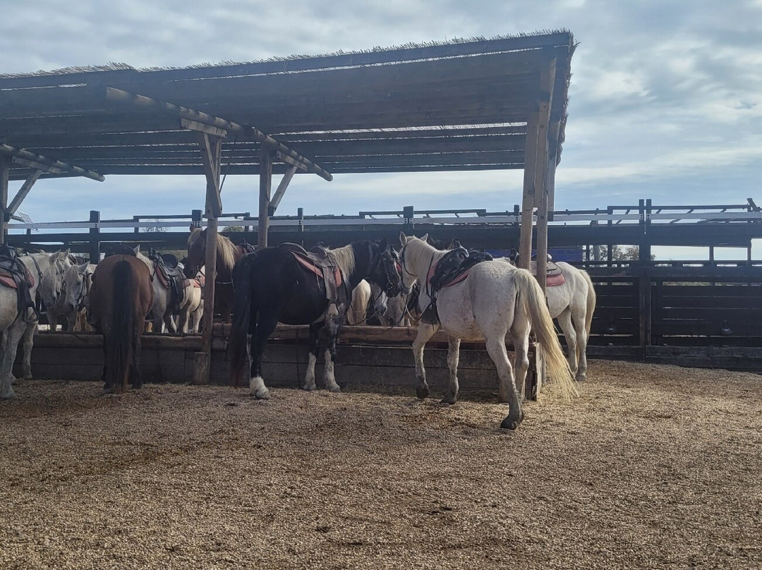 Centre Équestre Les Arnelles-滨海圣玛丽必去景点