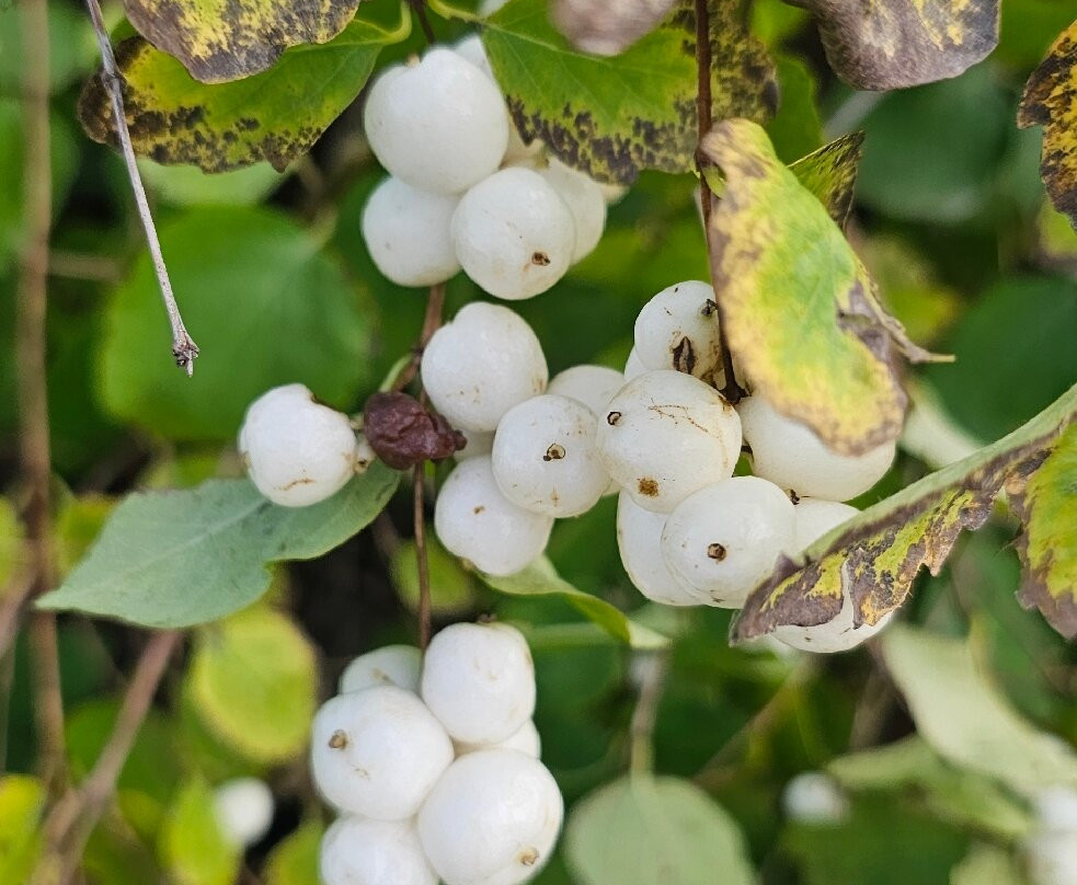 斯奥梅林纳要塞-赫尔辛基必去景点