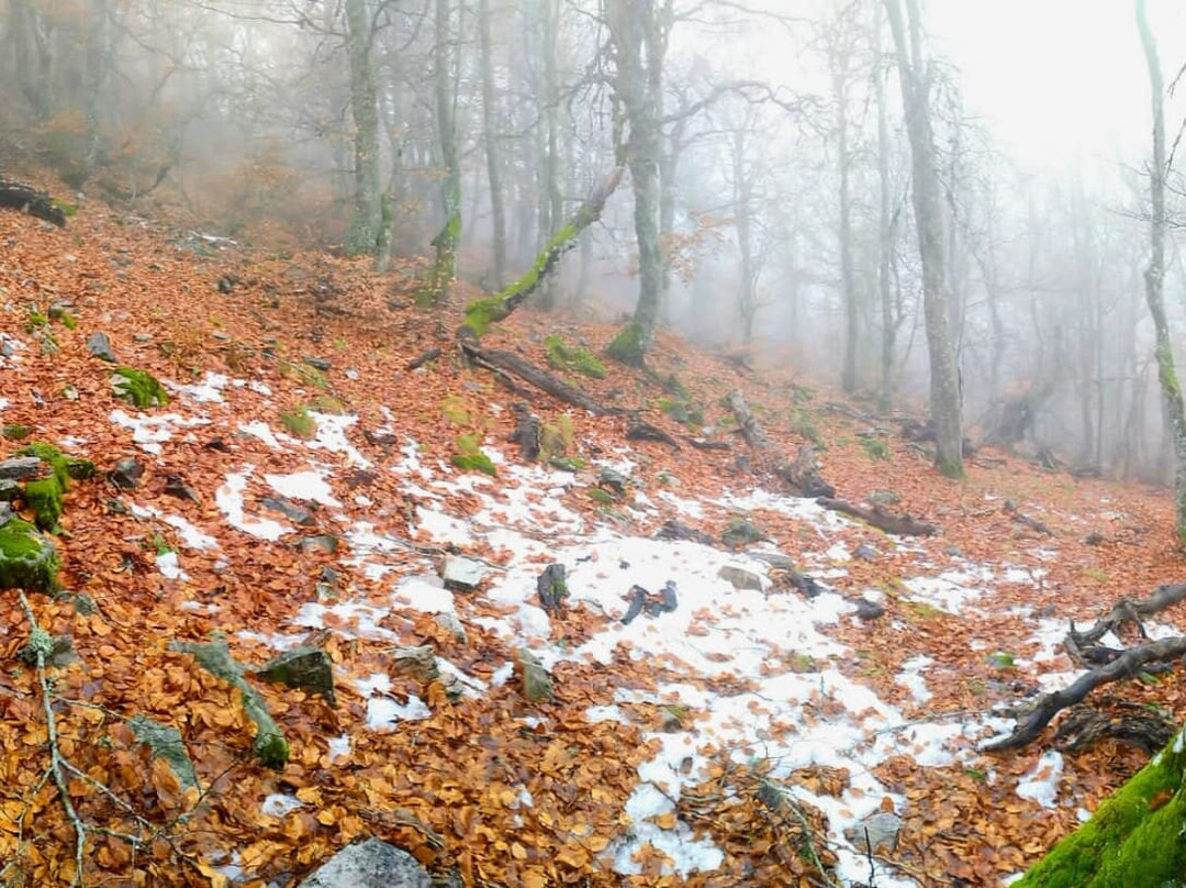 Hayedo de La Pedrosa-Riaza必去景点