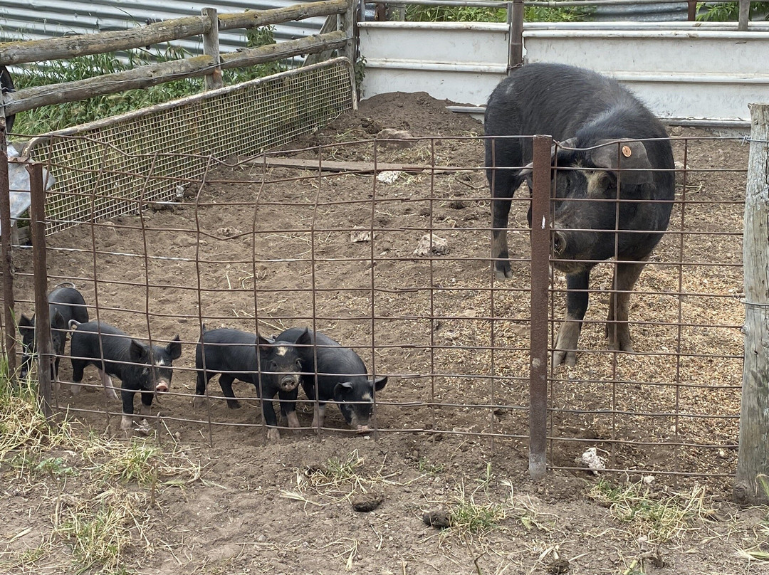 Minniribbie Farm-Wangary必去景点
