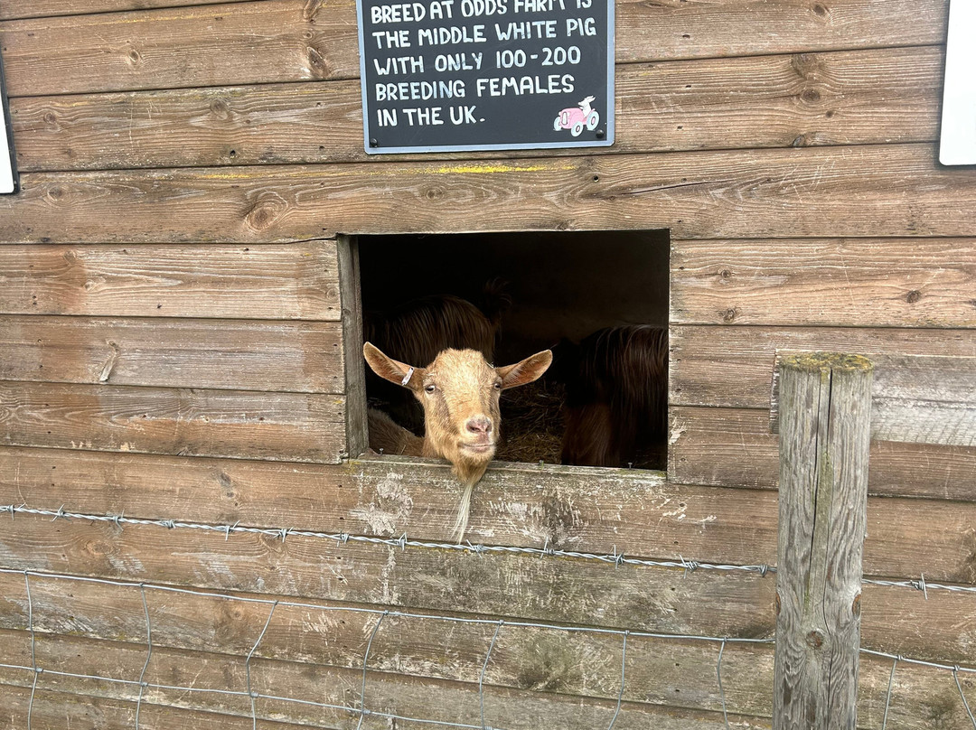 Odds Farm Park-海威科姆必去景点