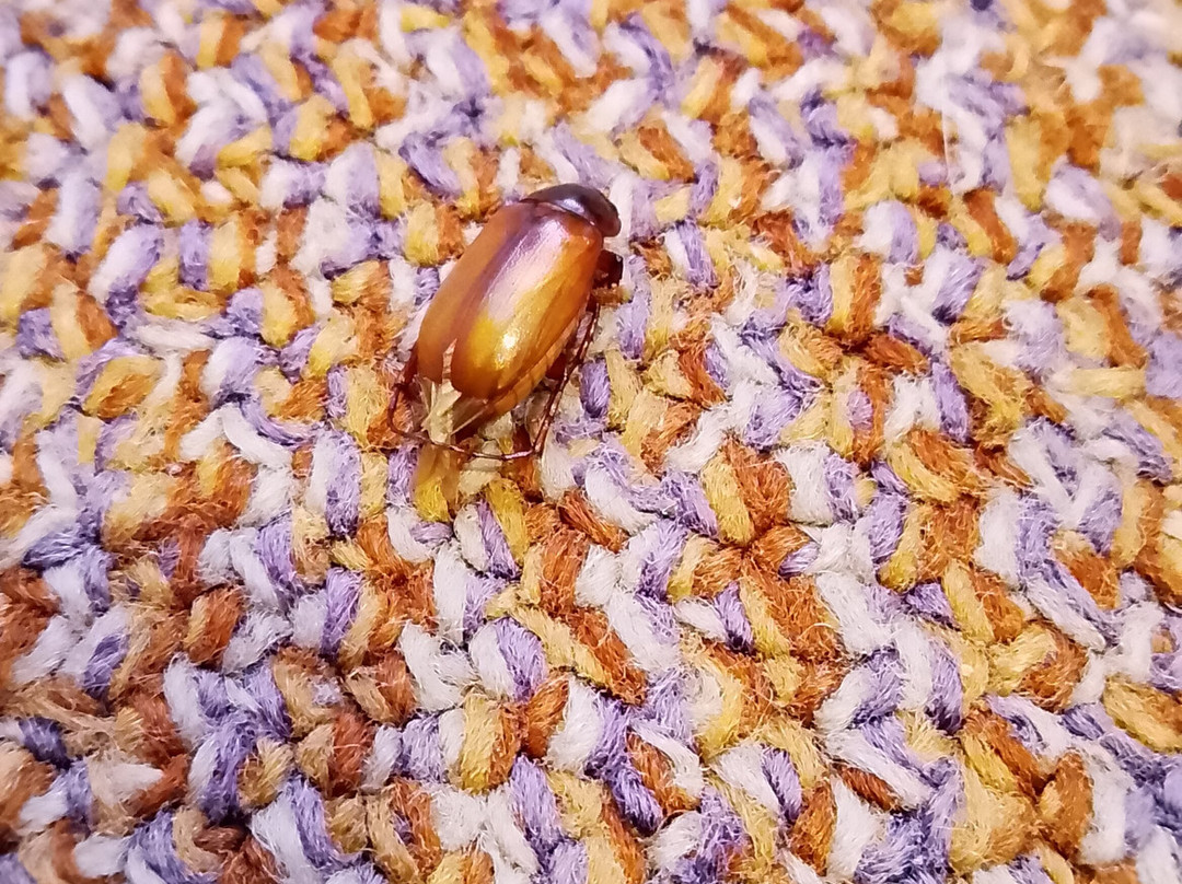 Criterion Hotel Warwick主图