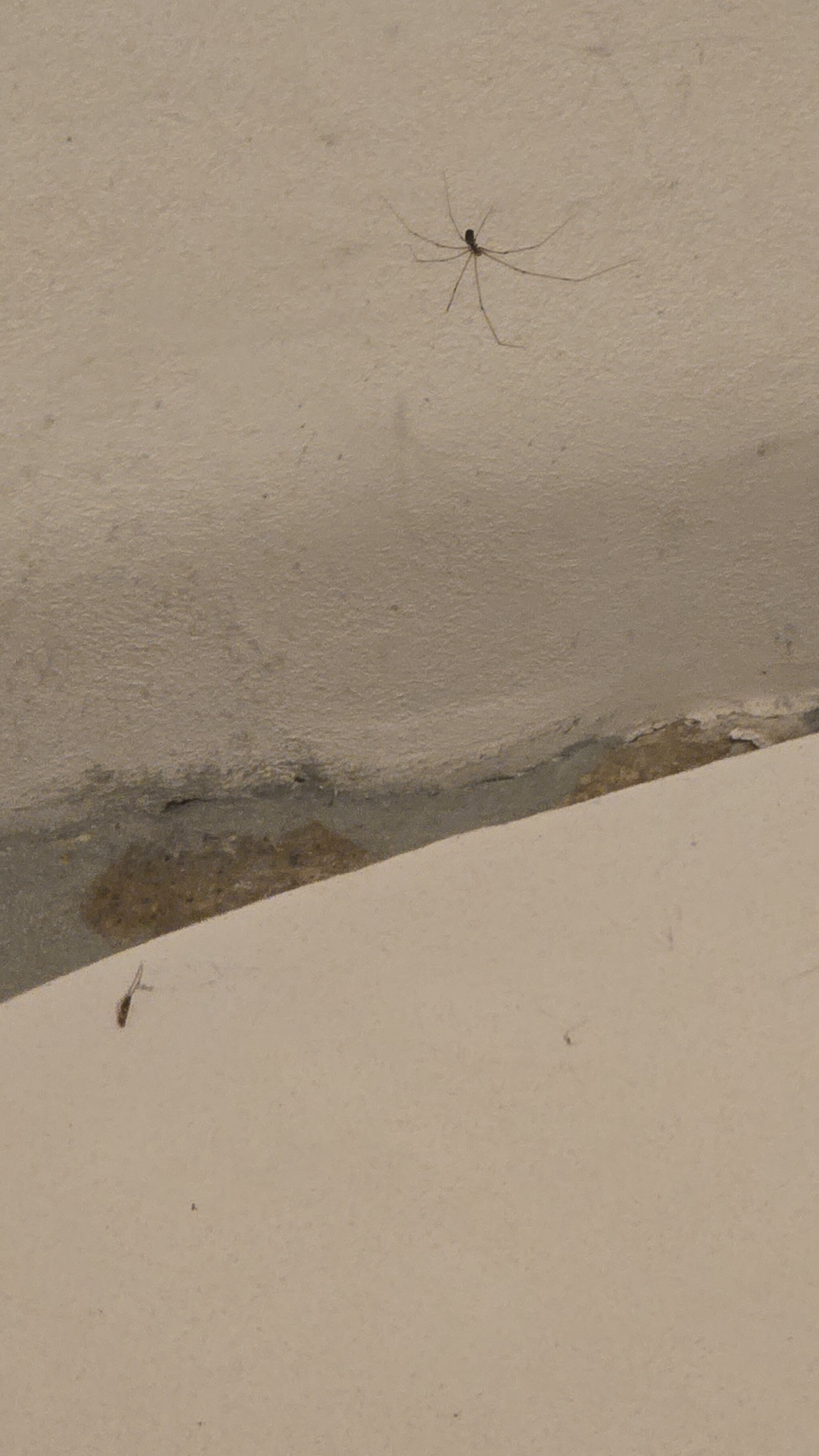 Castello Santa Margherita-官方