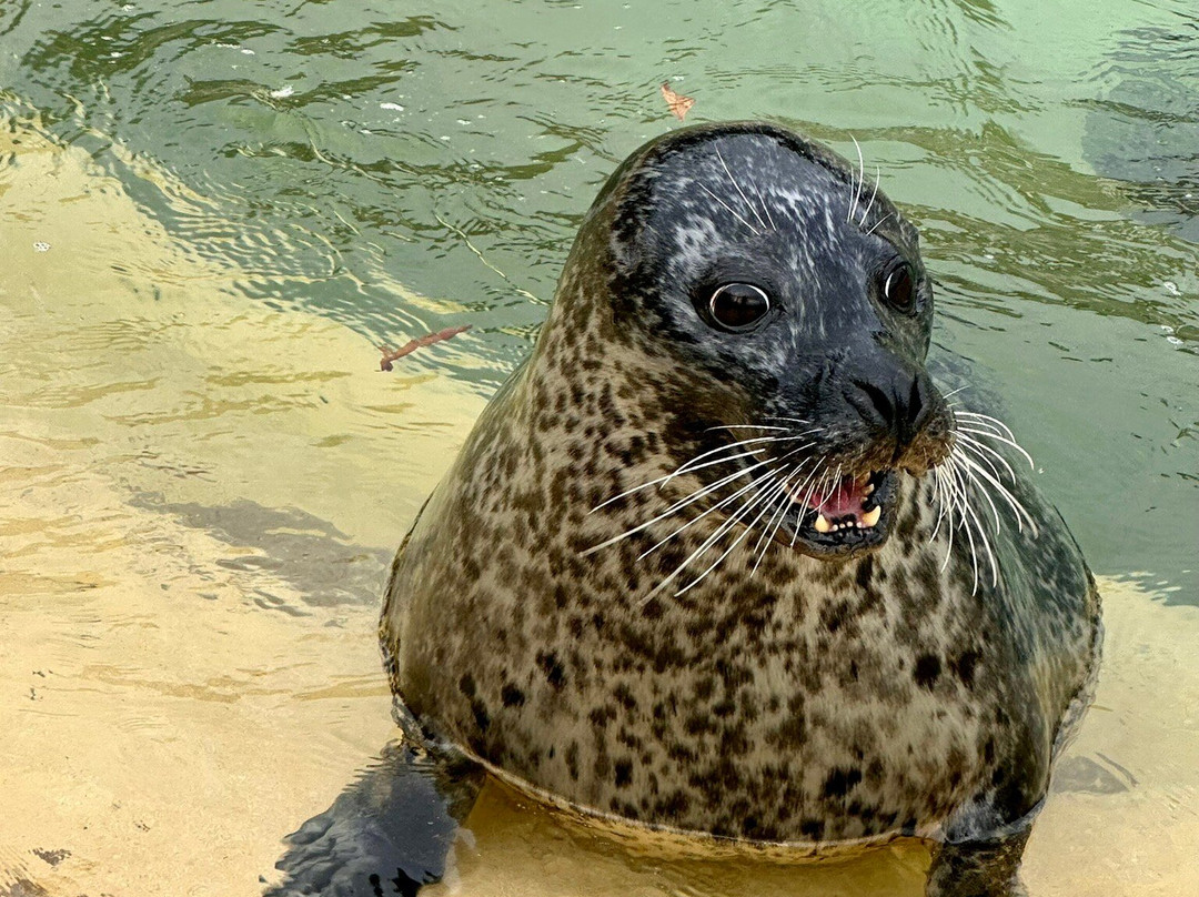 Cornish Seal Sanctuary-Gweek必去景点