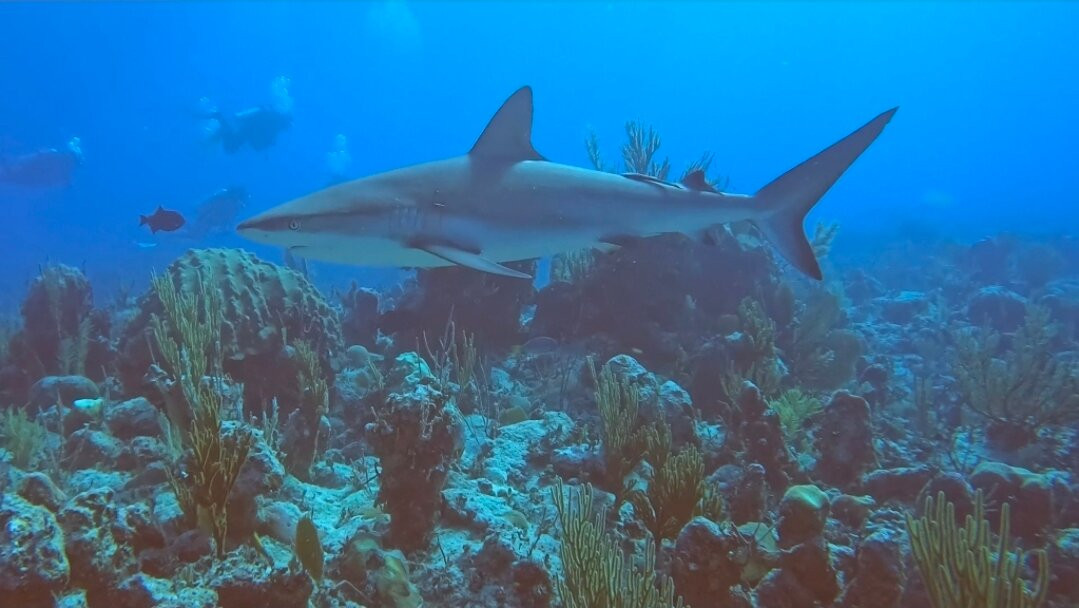 Diving Center Cayo Largo del Sur-拉戈岛必去景点