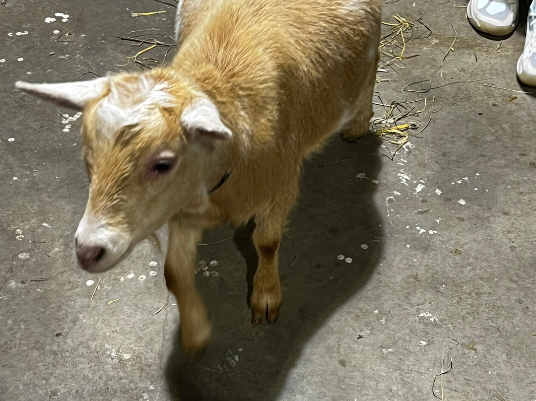 Udderly Ridiculous Farm Life-Blandford-Blenheim必去景点