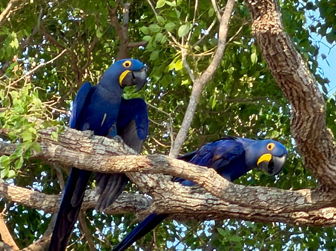 Pantanal Photo Tours-伊利亚贝拉必去景点