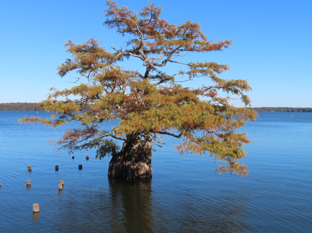 Reelfoot Lake State Park-Tiptonville必去景点
