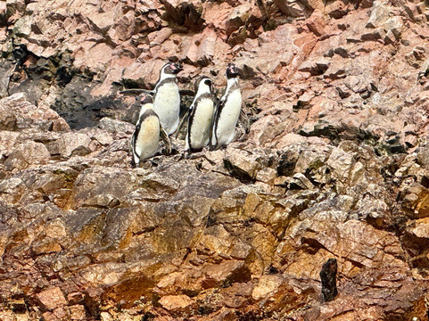 Paprika Tours-阿雷基帕必去景点
