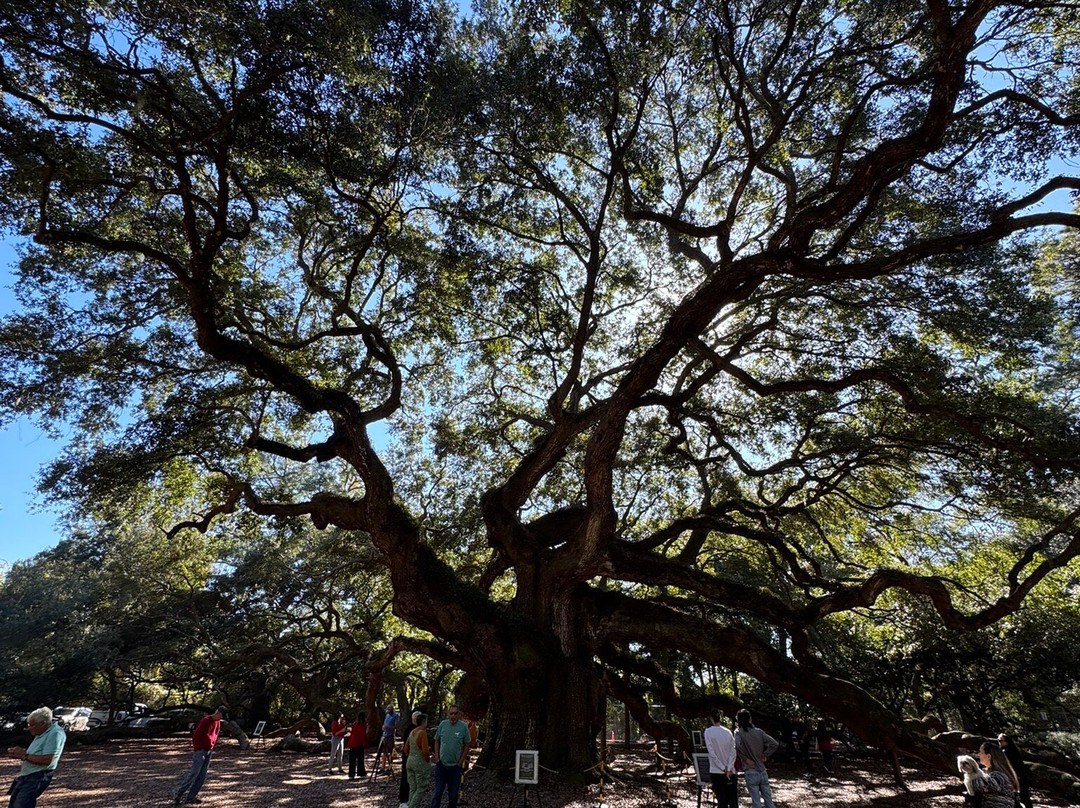 Angel Oak Tree-Johns Island必去景点