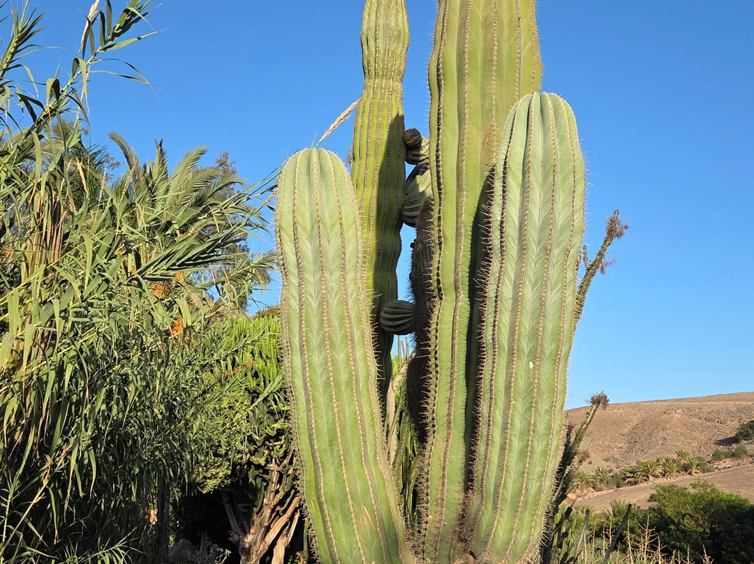 Jardin Botanico-La Lajita必去景点
