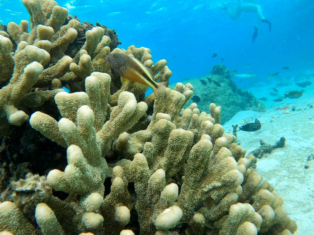 Mystery Island-Aneityum Island必去景点