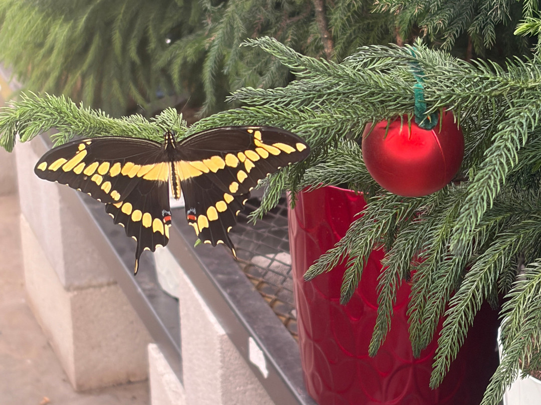 Iguanaland-蓬塔戈尔达必去景点