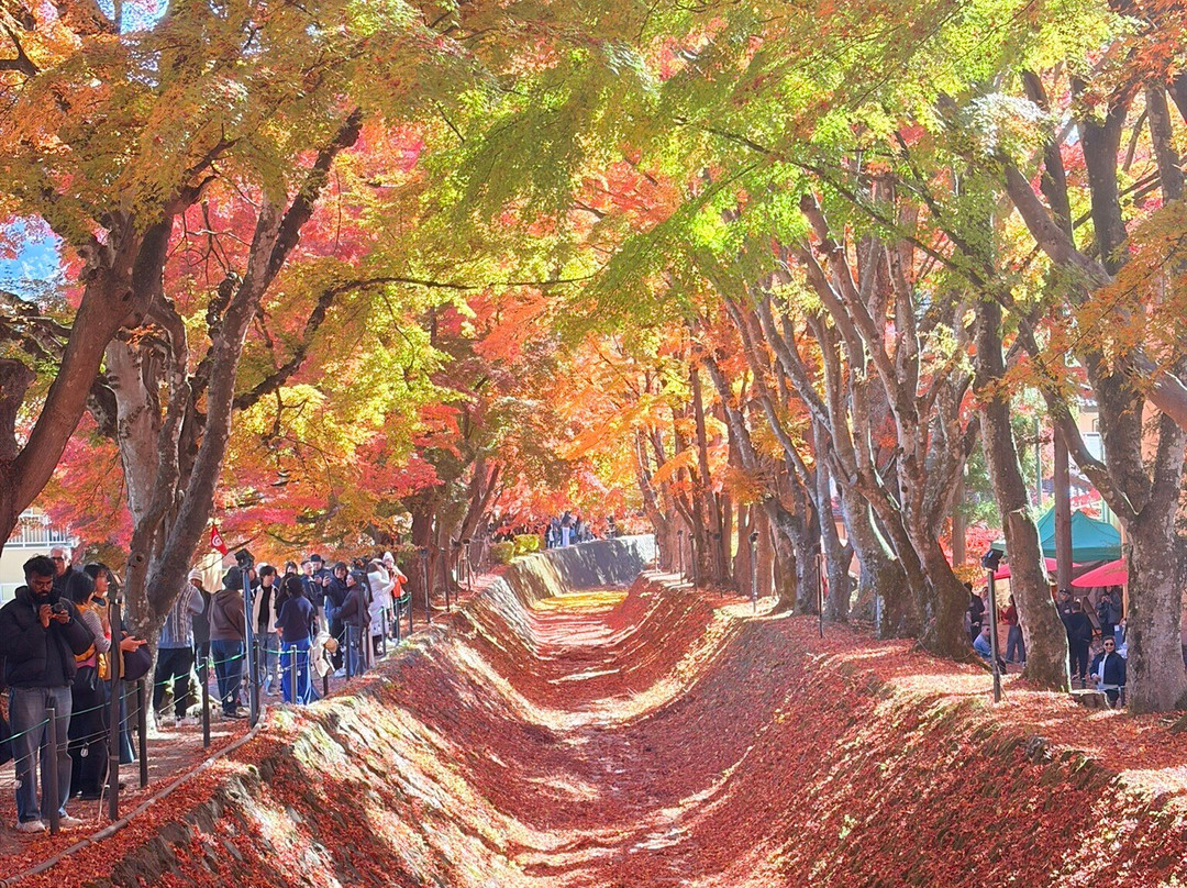 Momiji Tunnel-富士河口湖町必去景点