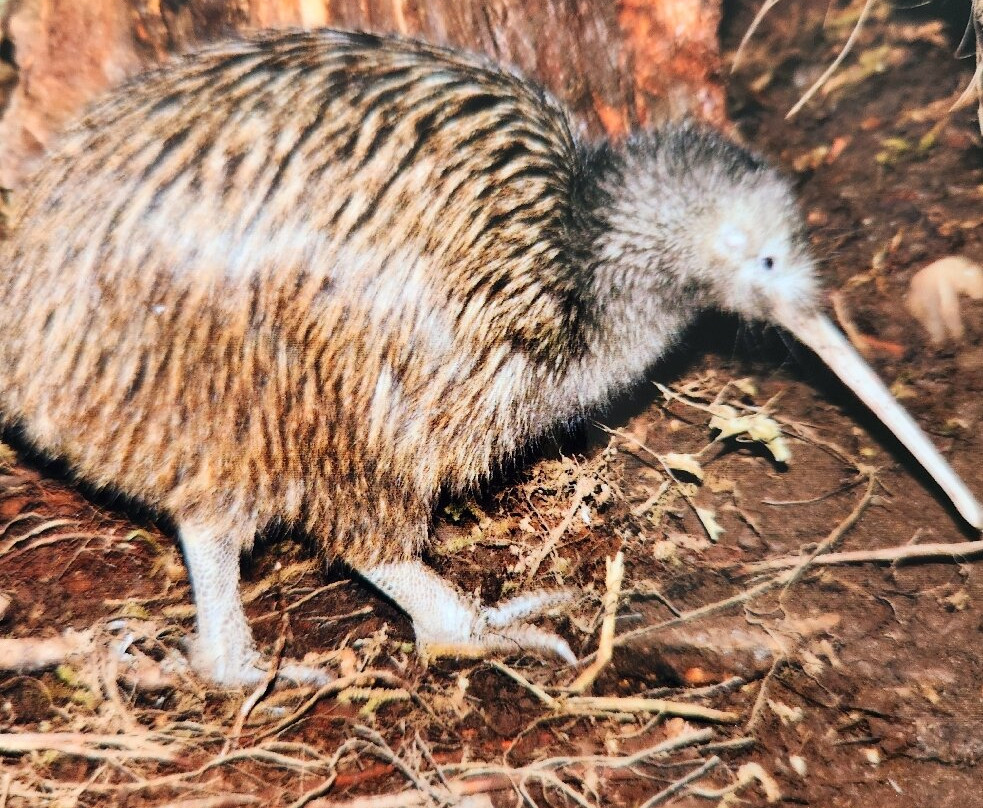 国家奇兽中心-霍基蒂卡必去景点