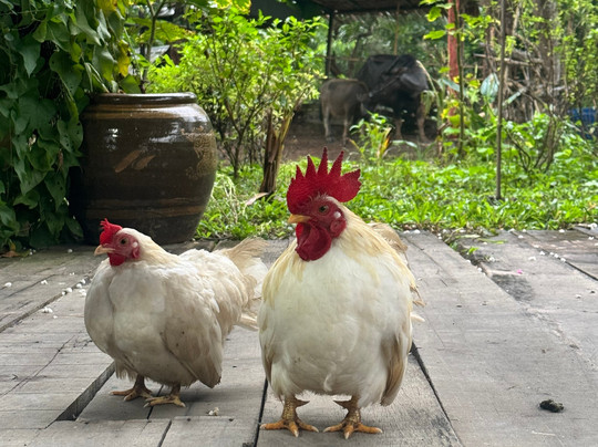 Thai Cooking with Judy-普吉岛必去景点
