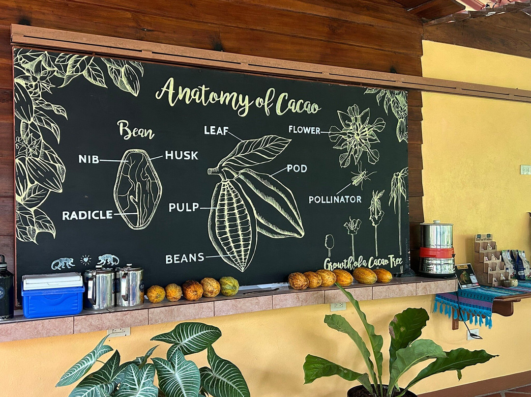 Two Little Monkeys Chocolate Tour-福德圣卡洛斯必去景点