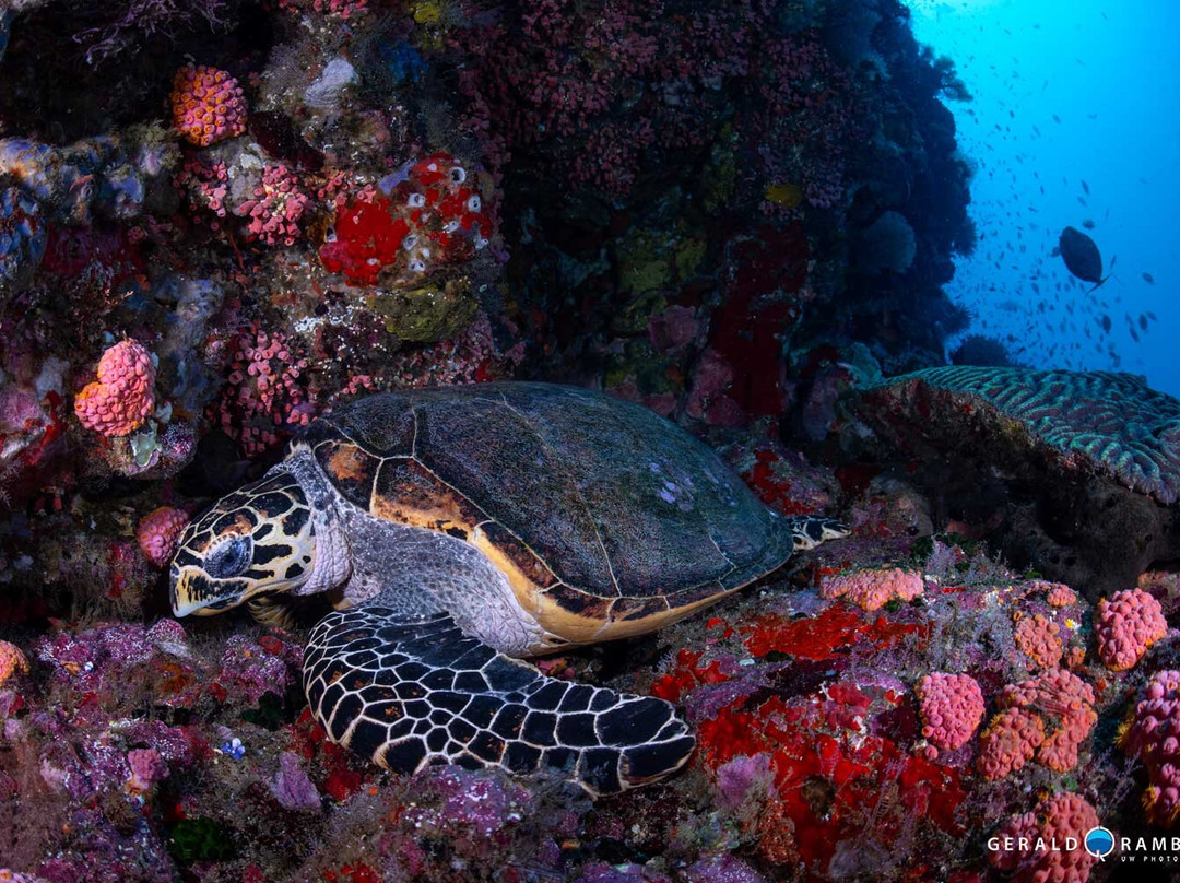 Dragon Dive Komodo-Labuan Bajo必去景点