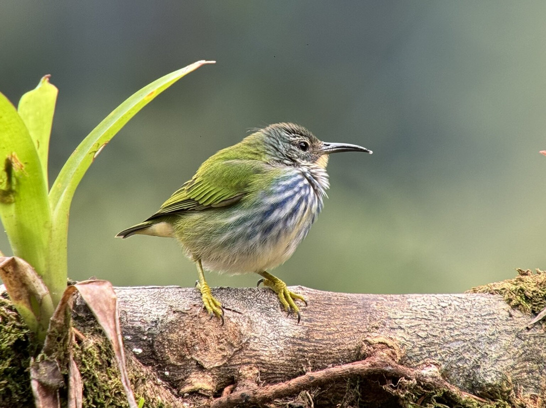 Birding Spots Manuel Antonio-克波斯必去景点