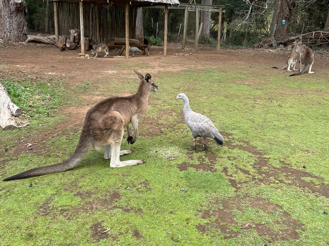 Tasmanian Devil Unzoo-塔拉纳必去景点