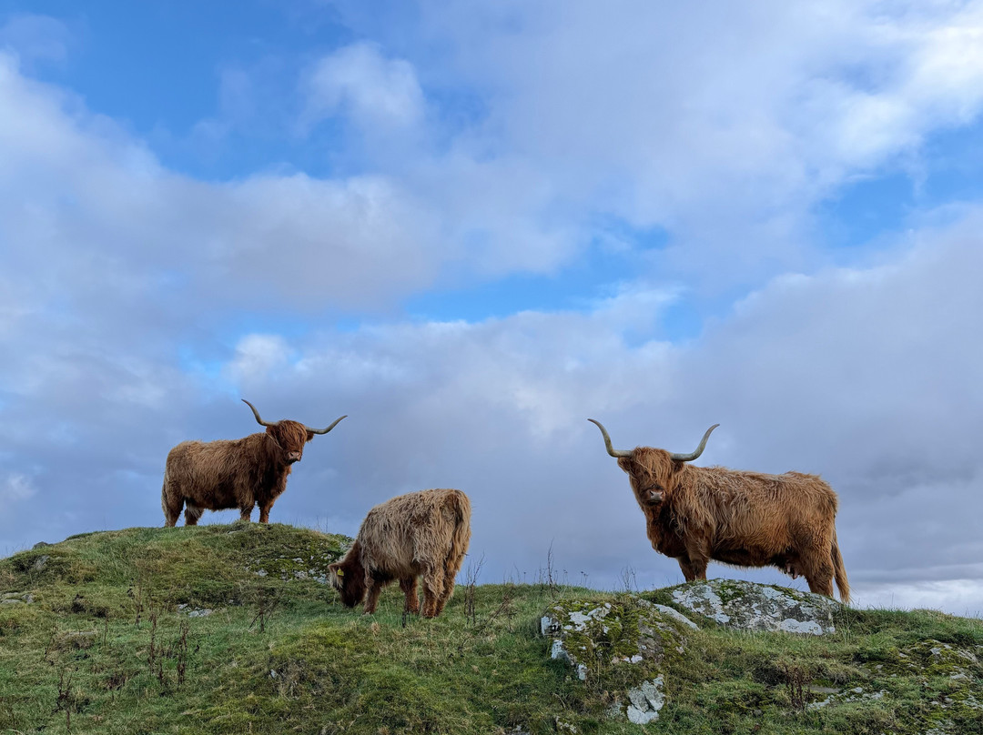 Kitchen Coos & Ewes-New Luce必去景点