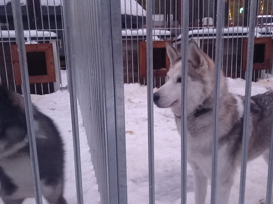 Arctic Circle Husky Park-罗瓦涅米必去景点