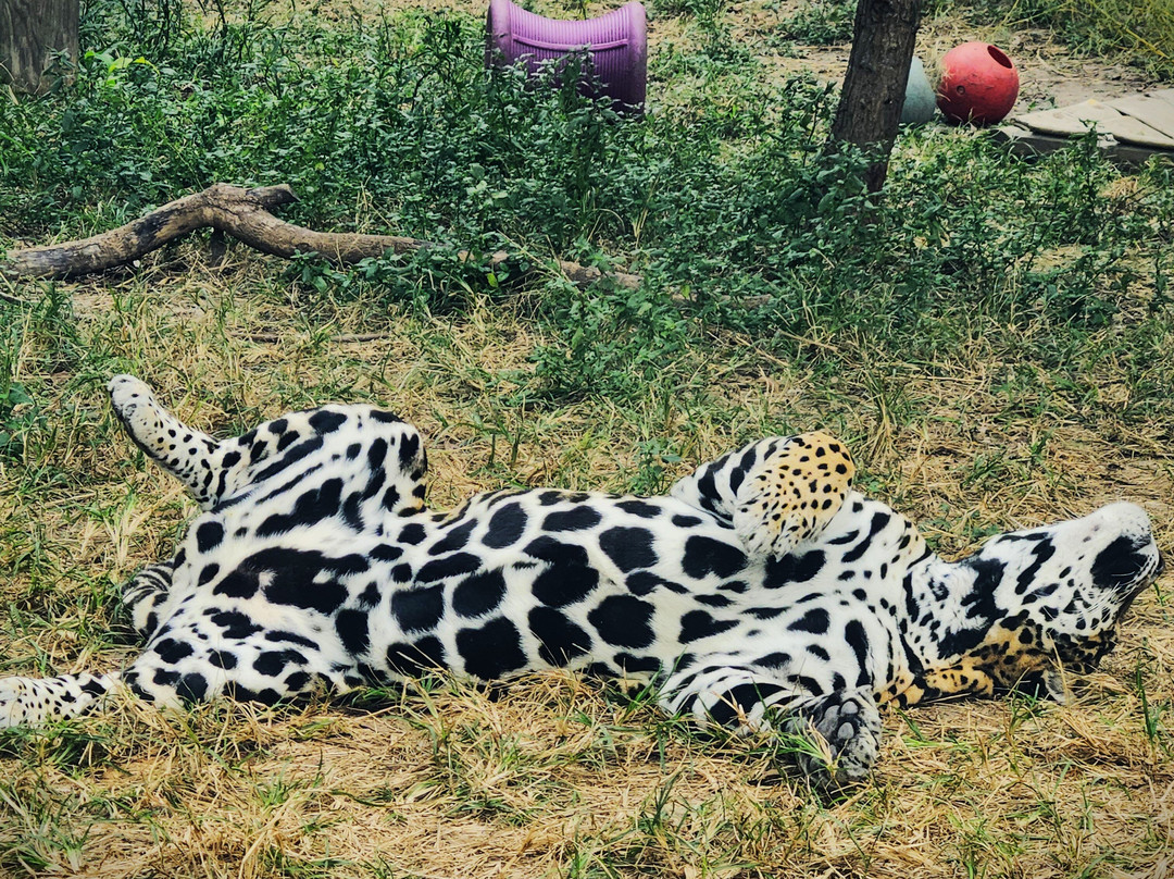 The Texas Zoo-维多利亚必去景点