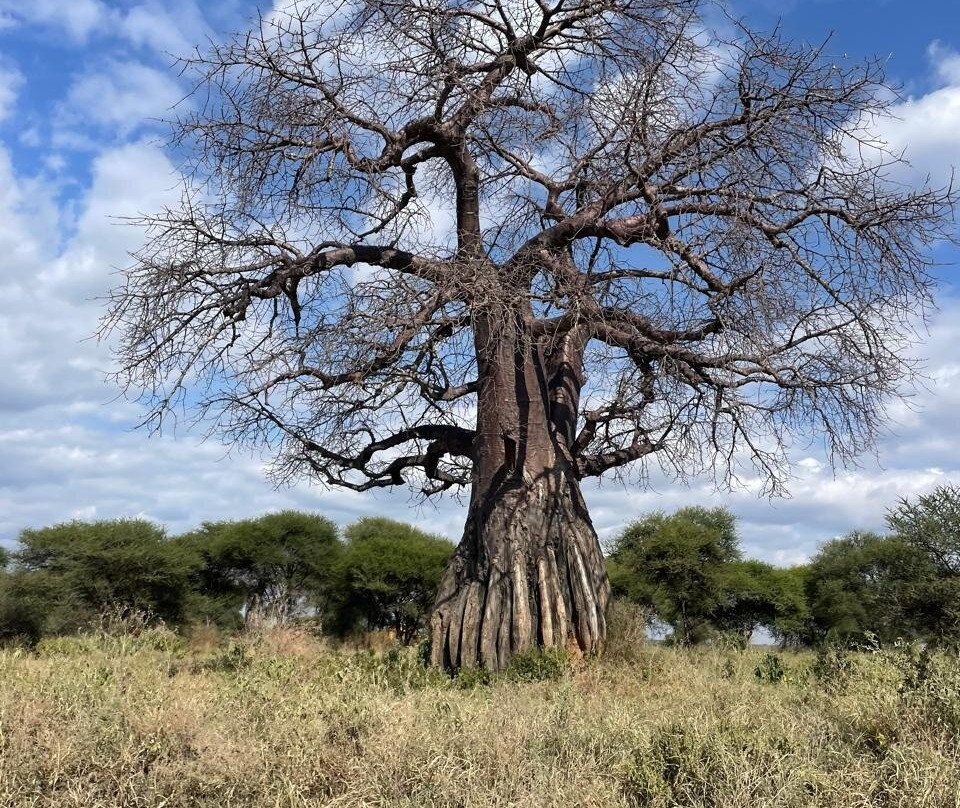 African Horizons-内罗毕必去景点