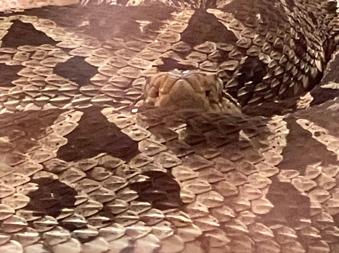 Parque Reptilandia-主日镇必去景点