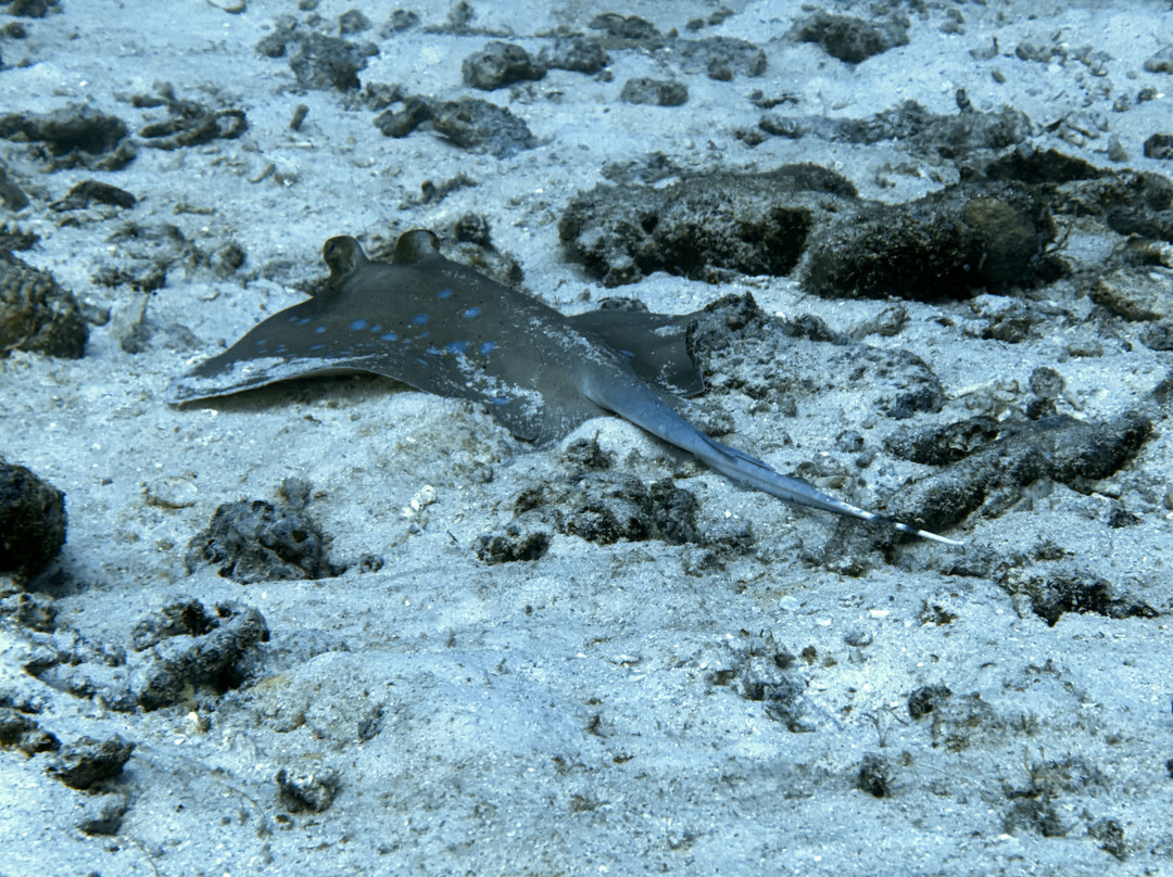 The Smiling Seahorse-拉廊必去景点