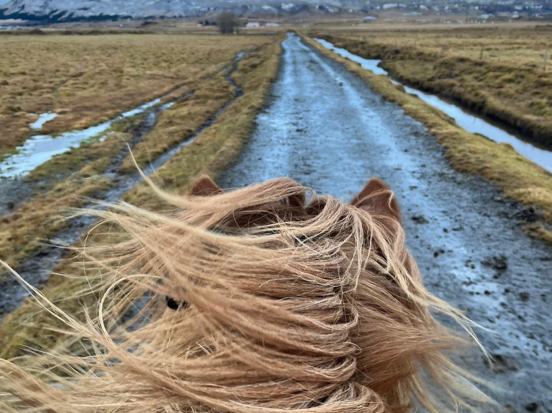 Eldhestar Volcano Horses-Olfus必去景点