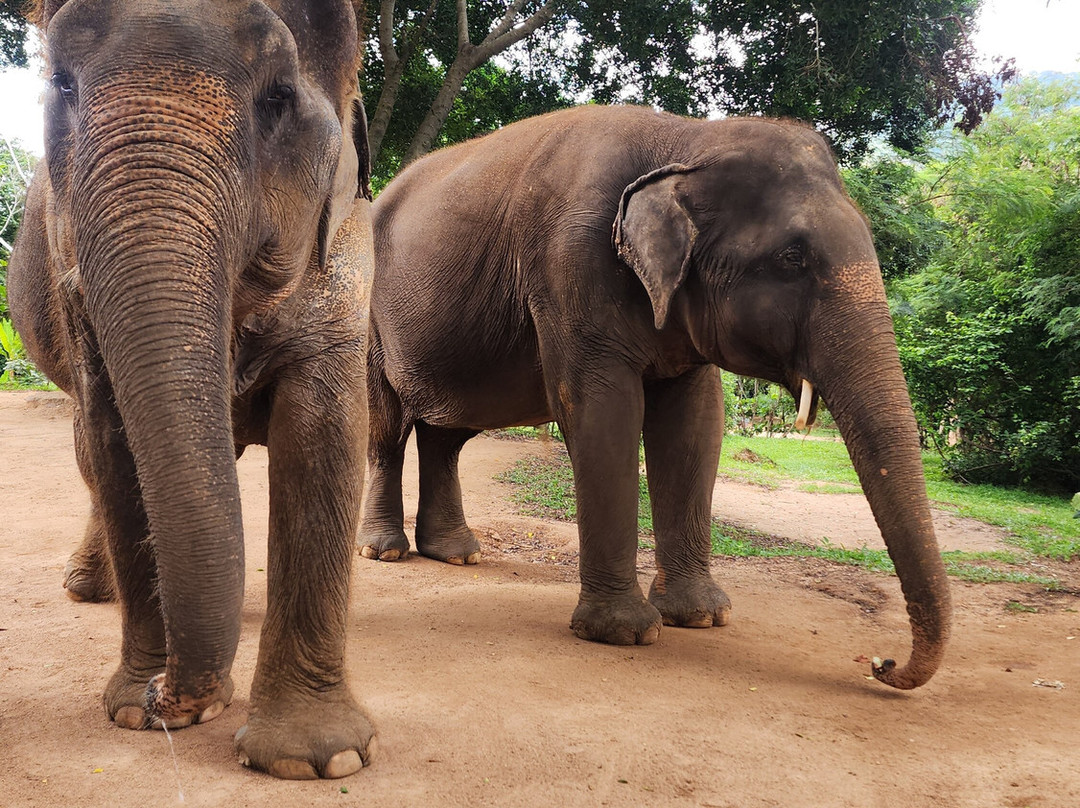 Samui Elephant Sanctuary-波普特必去景点