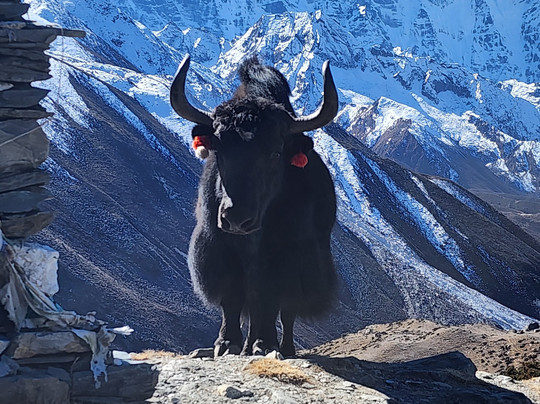 Nepal Trek Adventure and Expedition-加德满都必去景点