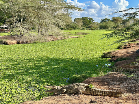 Holaa Safari Kenya-蒙巴萨必去景点