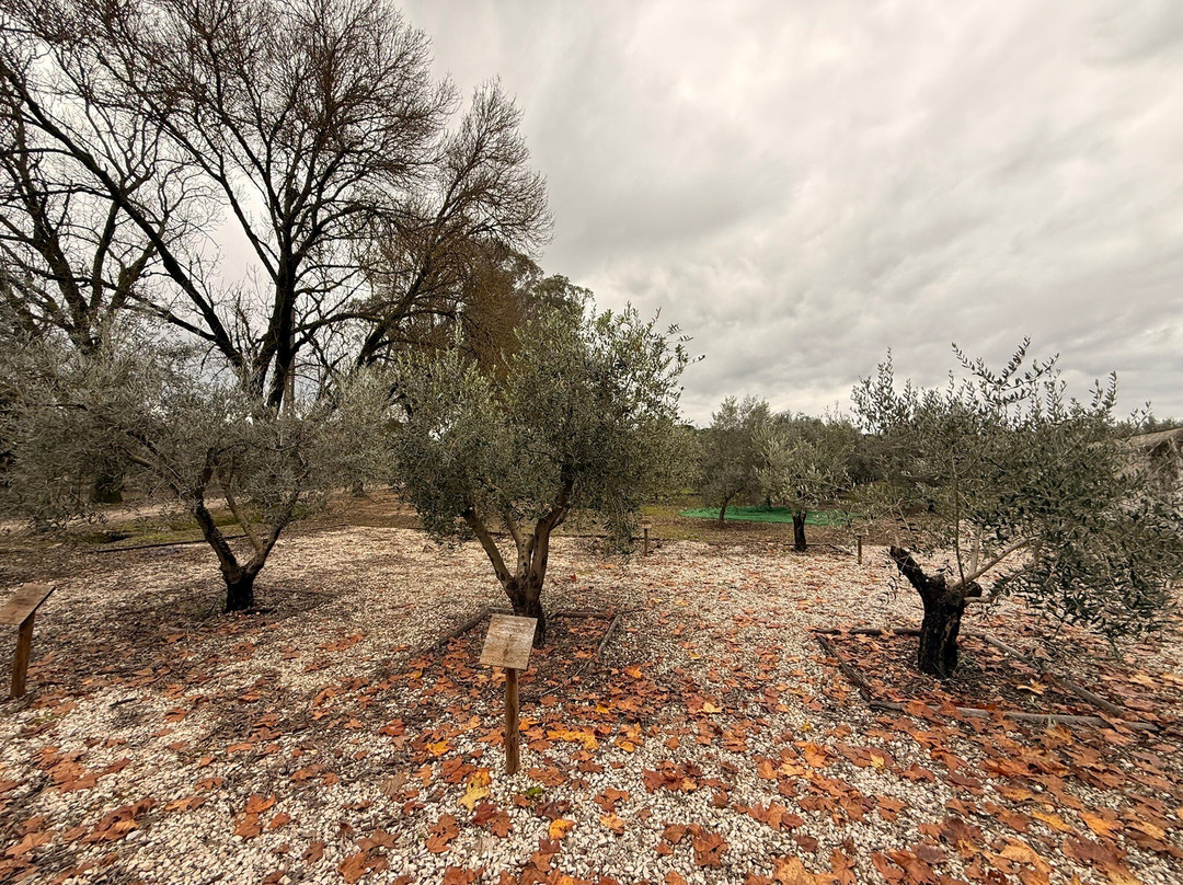 Azeite Casa Anadia - Olive Oil & Tours-Abrantes必去景点