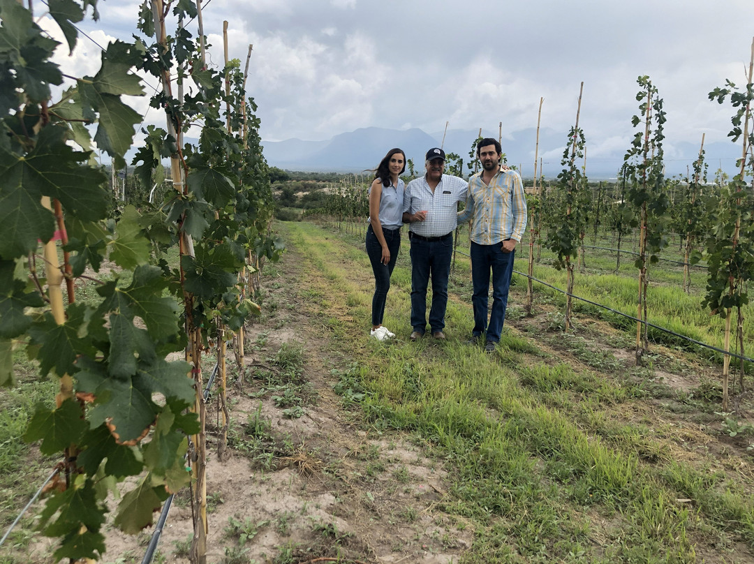 Viñedo San Juan De La Vaqueria